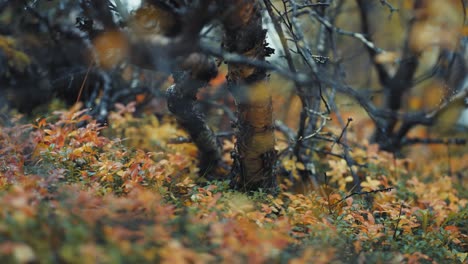 Dark-and-twisted-birch-tree-branches-in-the-colorful-autumn-forest-undergrowth