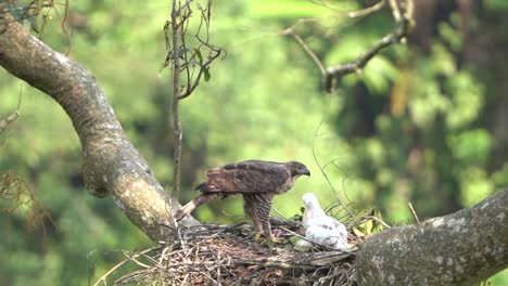 Un-águila-Halcón-De-Java-Y-Sus-Polluelos-Están-En-Su-Nido-En-La-Naturaleza