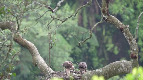 Una-Madre-águila-Halcón-De-Java-Y-Su-Cachorro-Bastante-Grande-Con-Plumas-Que-Empiezan-A-Volverse-Marrones-Están-En-Su-Nido-En-La-Naturaleza