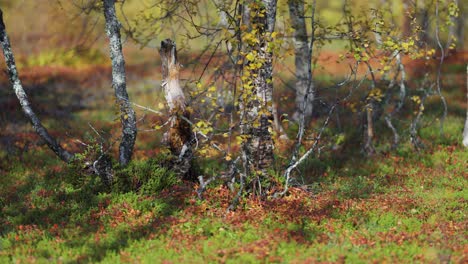 Abedules-Retorcidos-En-La-Tundra-Noruega