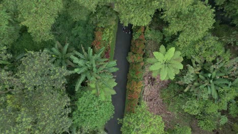 Aerial-top-down-revealing-shot-of-three-people-walking-in-a-beautiful-natural-garden-with-bushy-tropical-green-trees