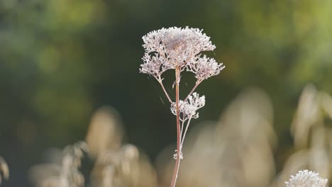 Delicate-hoarfrost-on-the-fragile-dry-weed