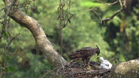 Ein-Javanischer-Habichtsadler-Füttert-Seine-Jungen-Mit-Frischem-Fledermausfleisch-In-Seinem-Nest-In-Einem-Baum-Mitten-Im-Wald