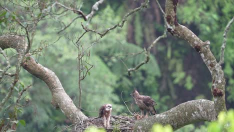 Un-águila-Halcón-De-Java-Acompaña-A-Sus-Crías,-Cuyas-Plumas-Están-Empezando-A-Ponerse-Marrones-Mientras-Están-En-Su-Nido-En-La-Naturaleza