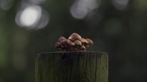 Mushrooms-growing-from-the-top-of-a-damp-rotting-gate-post-in-a-dark-wood,-Worcestershire,-England