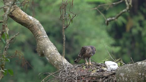 javan-hawk-eagle-guarding-its-young-with-white-feathers-in-its-nest-in-the-wild