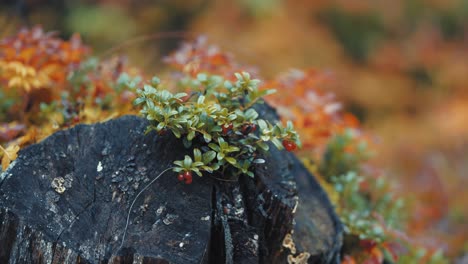 A-miniature-cranberry-shrub-on-the-dark-tree-stump