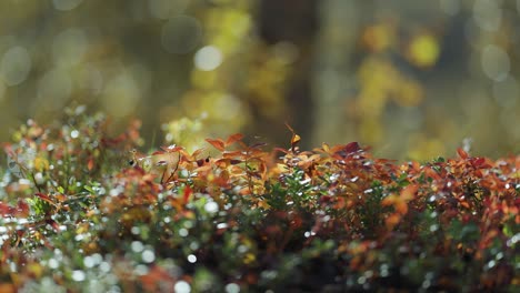 Tiny-shrubs-of-blueberries-and-cranberries-covered-with-green-and-red-leaves-on-the-autumn-tundra