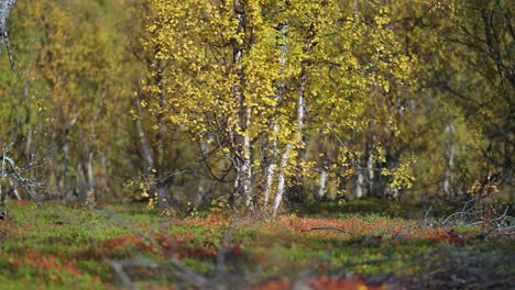 Mit-Gelben-Blättern-Bedeckte-Birken-In-Der-Herbstlichen-Norwegischen-Tundra