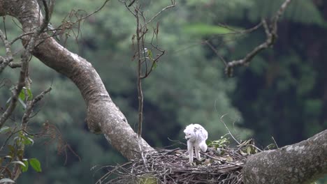 Ein-Kleiner-Javanischer-Adler-Mit-Weißen-Federn-Ist-Allein-In-Seinem-Nest-In-Freier-Wildbahn