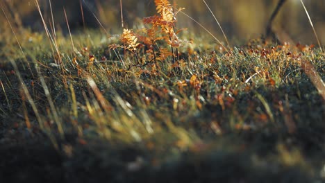 A-tiny-rowan-tree-in-the-enchanting-autumn-tundra-undergrowth-backlit-by-the-low-sun