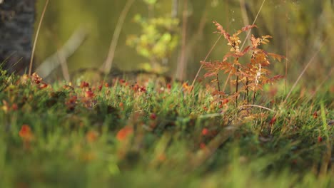 A-tiny-rowan-tree-in-the-colorful-tundra-undergrowth-backlit-by-the-morning-sun