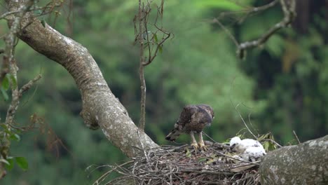 Un-águila-Halcón-De-Java-Protege-A-Sus-Crías-Con-Plumas-Blancas-En-El-Nido-De-Un-árbol-Alto
