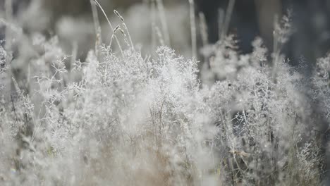 Delicate-hoarfrost-filigree-on-the-withered-dry-grass
