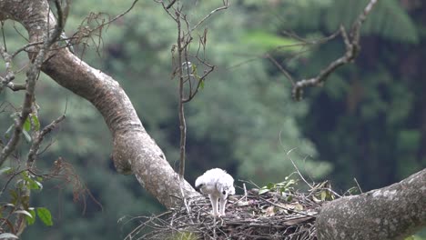 Un-Pequeño-águila-Javanés-Con-Plumas-Blancas-Está-Sola-En-Su-Nido-En-La-Naturaleza