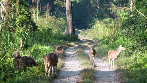 A-small-herd-of-spotted-deer-on-a-dirt-road-in-the-morning-sun-in-the-Chitwan-National-Park-in-Nepal