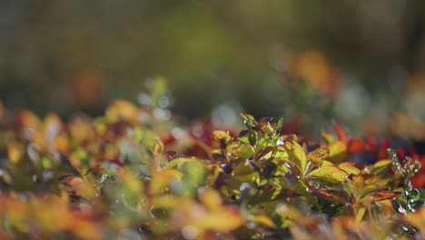 Colorful-leaves-and-grass-in-the-autumn-undergrowth-in-Norwegian-tundra