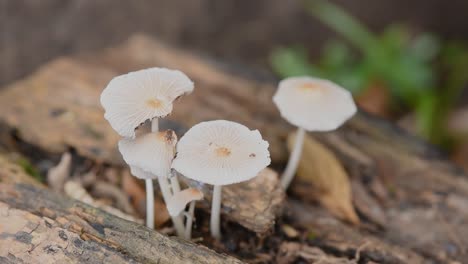 Detail-of-mushrooms-growing-on-a-fallen-trunk,-dry-leaves-blown-by-autumn-wind