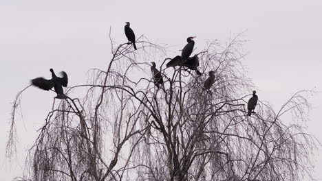 A-flock-of-Cormorant-birds-resting-in-a-tree-top-on-the-edge-of-a-lake,-Worcestershire,-England