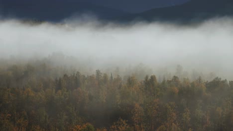 Una-Espesa-Niebla-Se-Cierne-Sobre-El-Bosque-De-Otoño