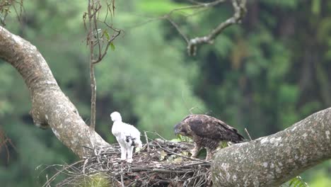 El-águila-Salvaje-De-Java-Está-Observando-A-Sus-Crías-En-El-Nido.