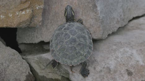 Yellow-bellied-Slider-Turtle-On-Rock