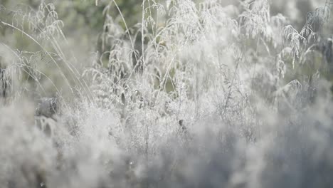 Delicate-hoarfrost-on-the-fragile-dry-grass