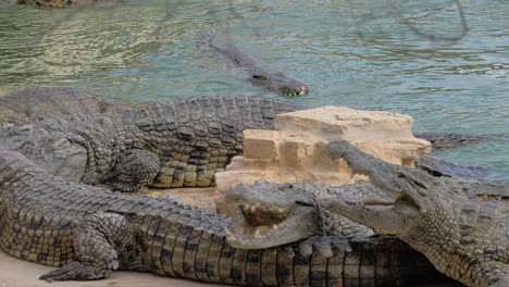 Krokodile-Im-Zoo,-Reptilien-Schwimmen-Und-Fressen