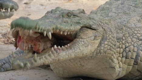 Hungry-crocodile-with-meat-in-jaws