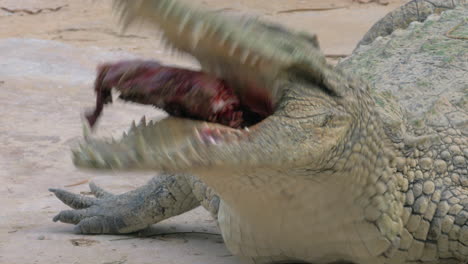 Crocodile-with-meat-in-its-mighty-jaws