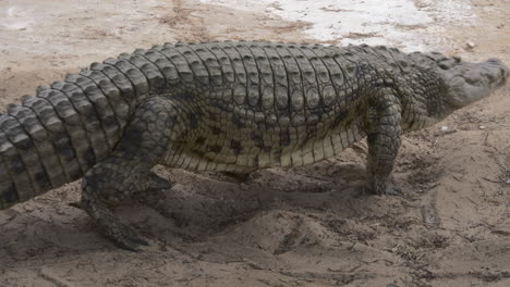 Large-crocodile-lying-on-the-ground