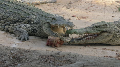 Zwei-Krokodile-Mit-Einem-Stück-Fleisch