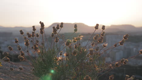 A-closeup-of-a-mountain-plant-against-evening-Alicante-panorama