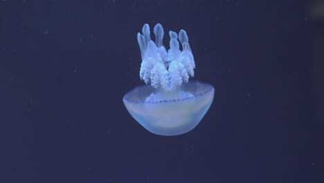 Underwater-view-of-barrel-jellyfish