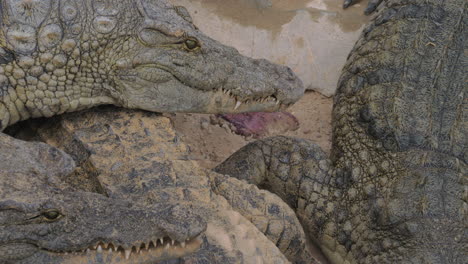 Crocodiles-eating-meat