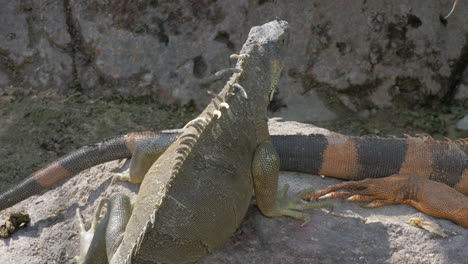 Iguana-sunbathing-on-the-stone