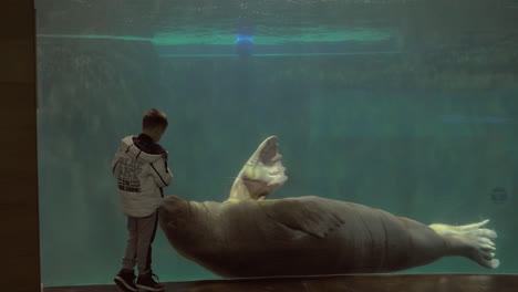 Child-watching-swimming-walrus-in-the-oceanarium