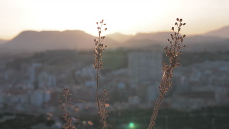 Eine-Nahaufnahme-Einer-Trockenen-Blume-Vor-Der-Verschwommenen-Landschaft-Von-Alicante