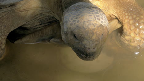 Große-Schildkröte-Im-Wasser