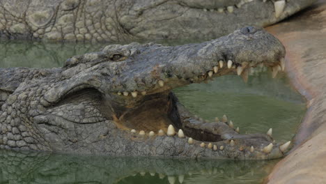 Crocodile-in-water-with-open-jaws