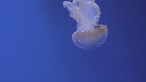 White-spotted-jellyfish-swimming
