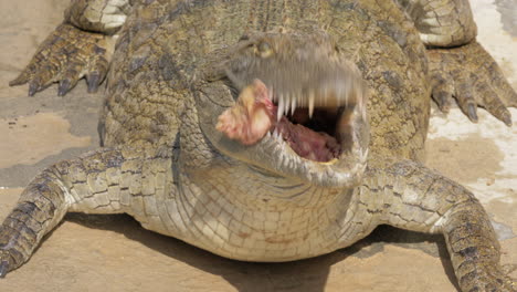 Big-crocodile-with-meat-in-its-jaws