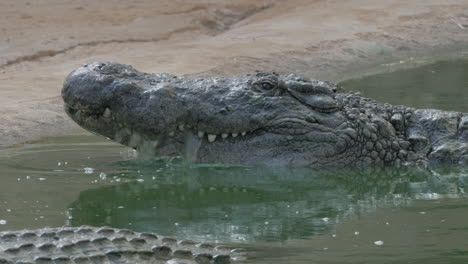 Crocodile-with-open-mouth-in-water