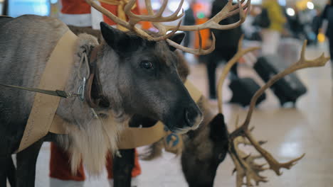 Santa-Claus-with-reindeer-at-the-airport