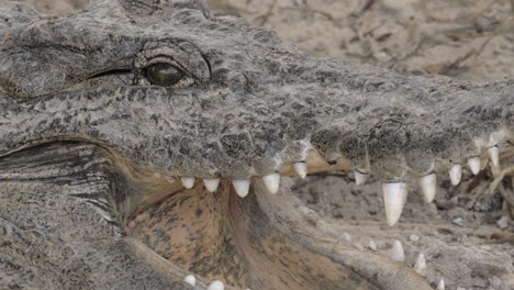 Crocodile-cooling-itself-with-open-jaws