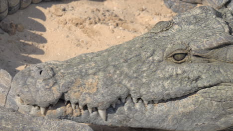 Krokodil,-Das-Fleisch-Frisst,-Kopfansicht-Mit-Mächtigen-Kiefern