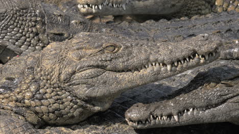 Group-of-crocodiles