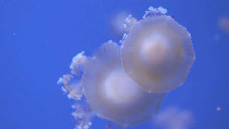 Mushroom-cap-jellyfish