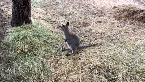 Alert-wallaby-standing-in-a-dry-grassy-field-by-a-tree