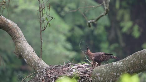 a-wild-javan-hawk-eagle-with-its-little-chick-in-a-tree